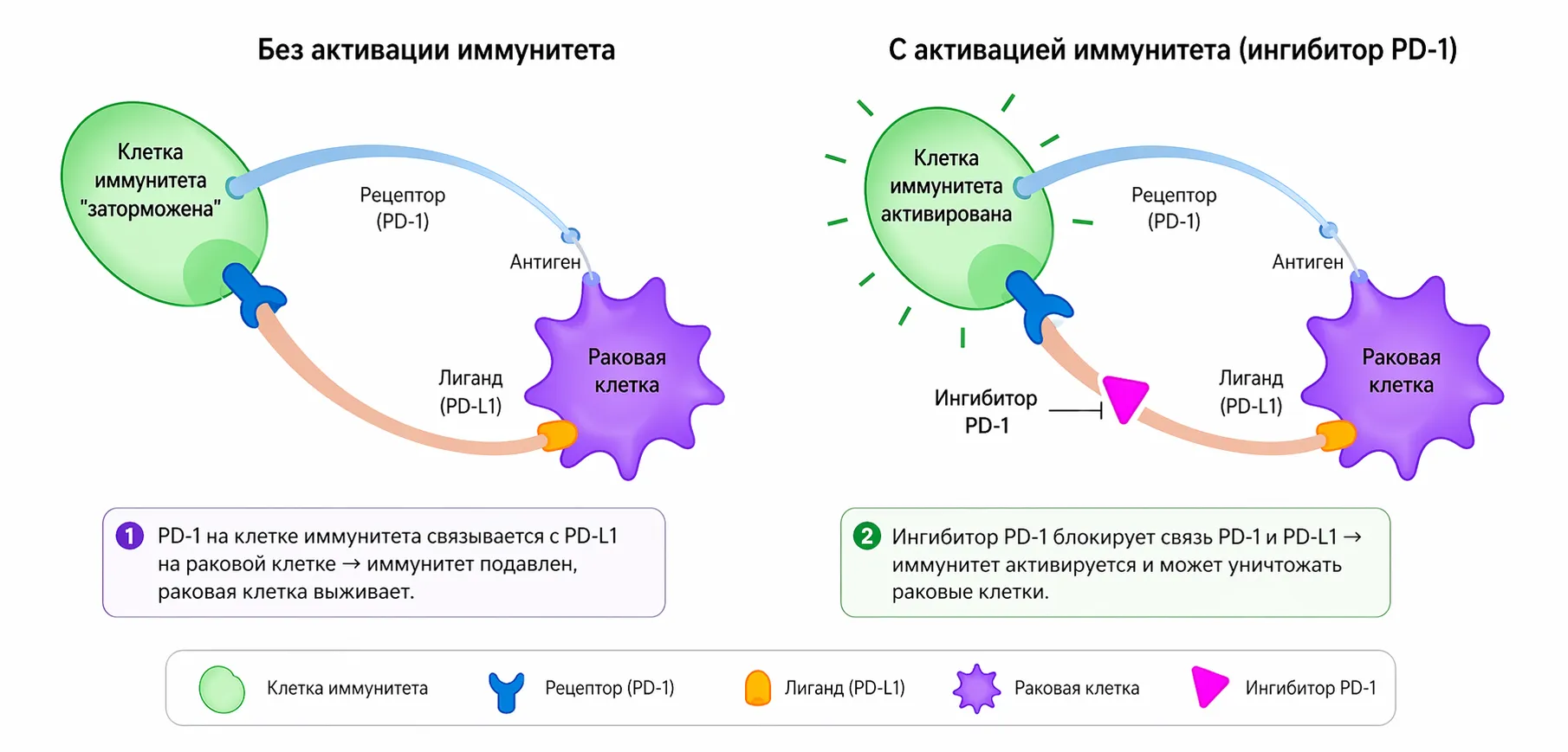 Механизм PD-1/PD-L1: подавление иммунитета и его активация ингибитором PD-1