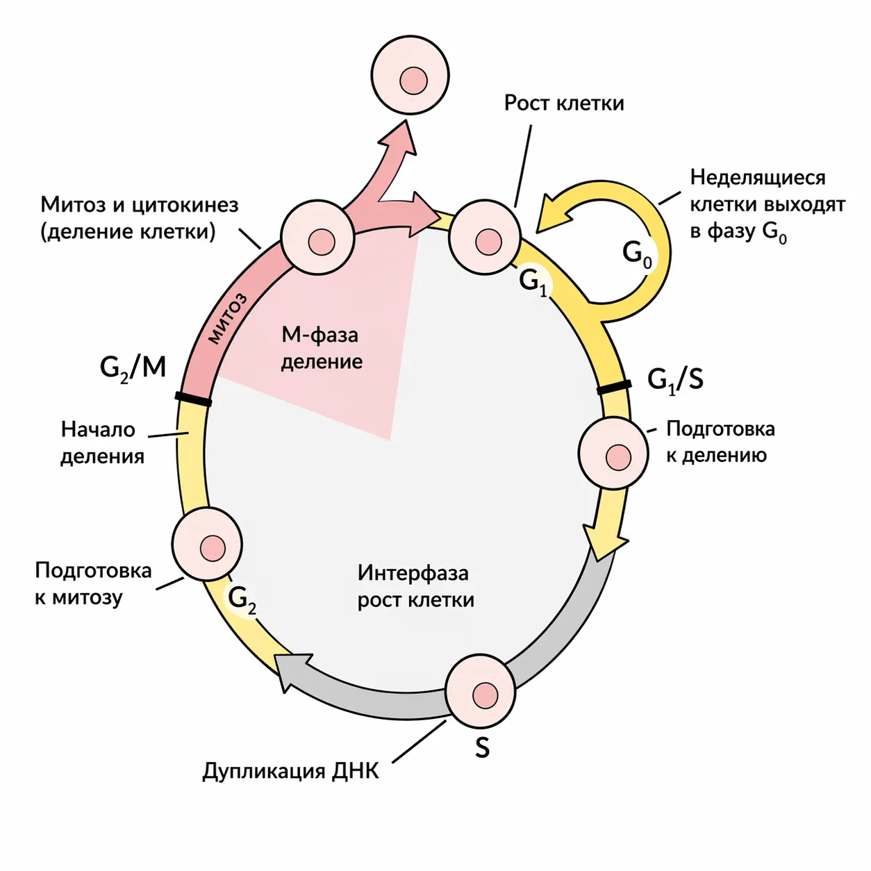 Цикл клеточного деления