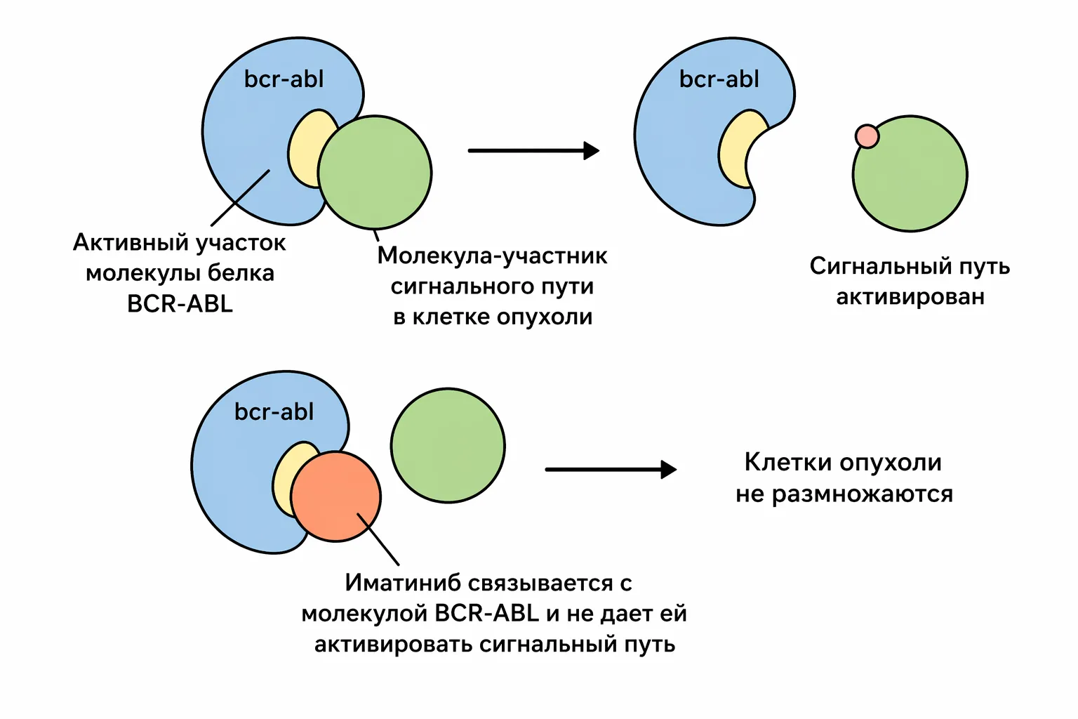 Схема активации и ингибирования сигнального пути