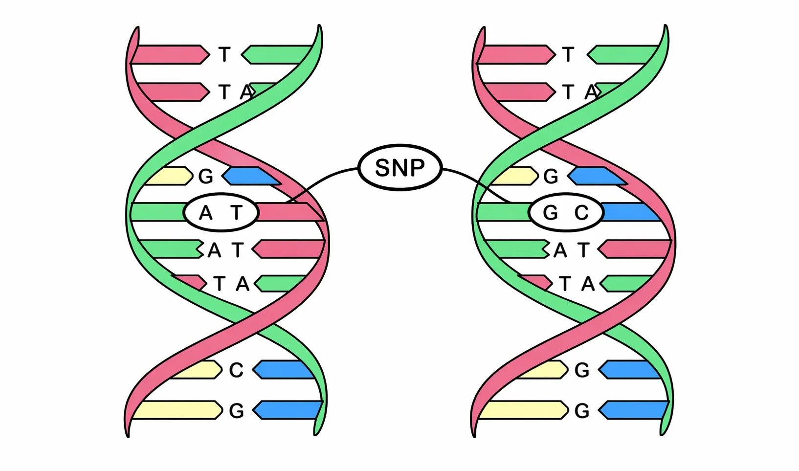 Сравнение двух спиралей ДНК и SNP