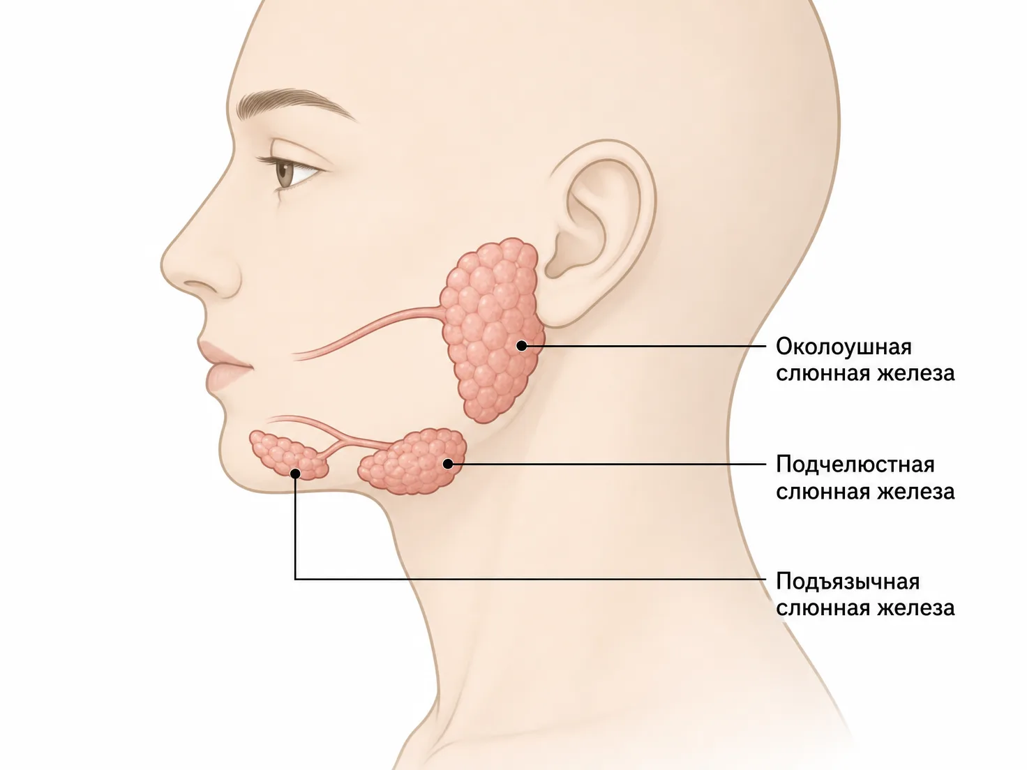 Схема слюнных желез