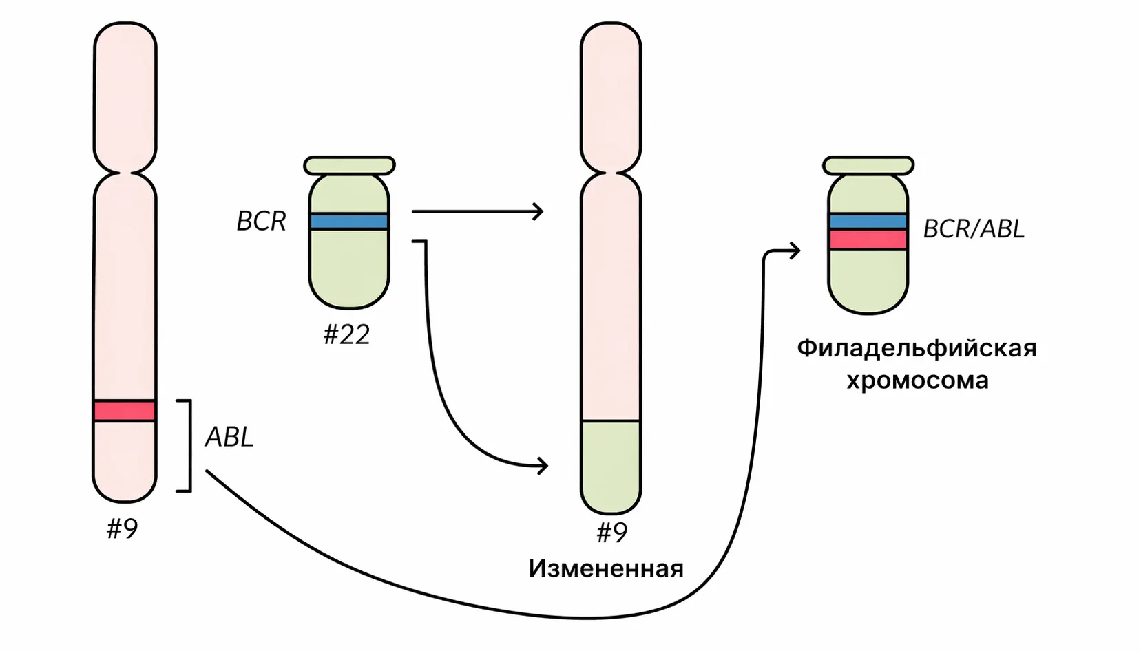 Диаграмма транслокации генов