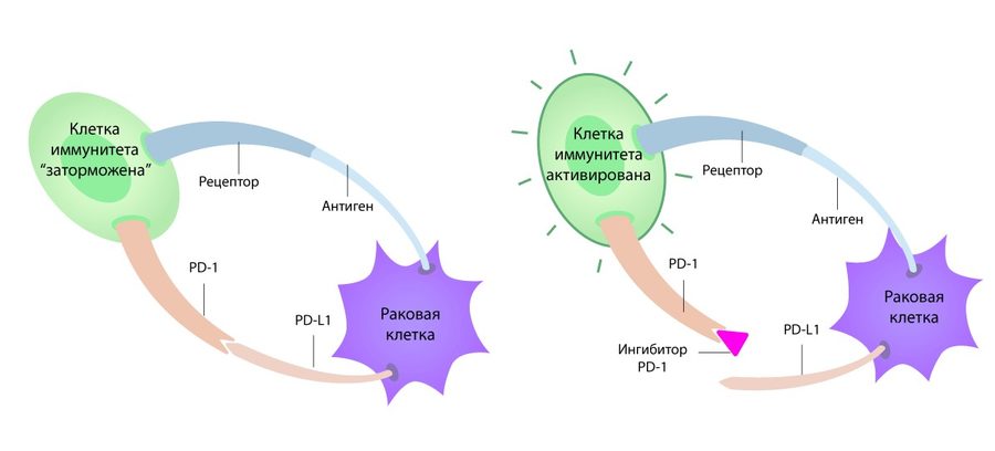 Иммунитет против раковых клеток
