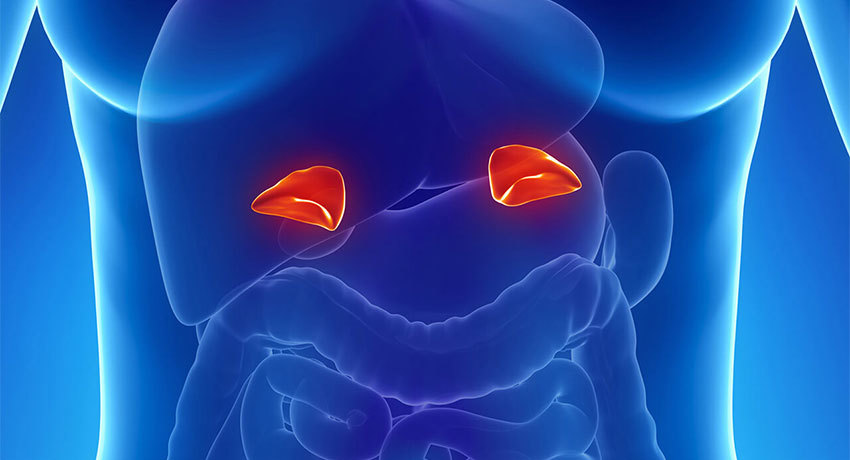 Надпочечники