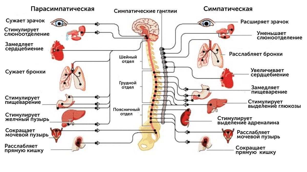 Вегетативный (автономный) отдел нервной системы