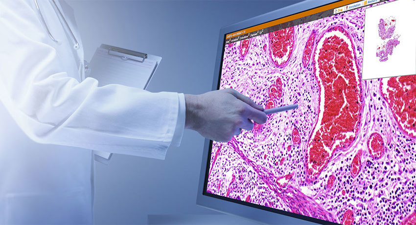 Гистологические исследования