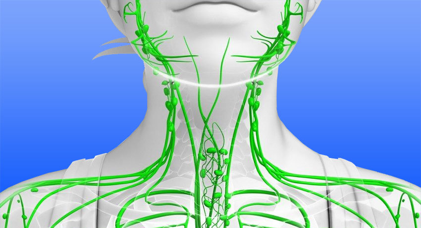 Лимфатическая система