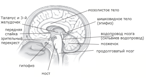 Сагиттальный разрез головного мозга