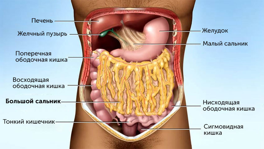Что такое большой сальник