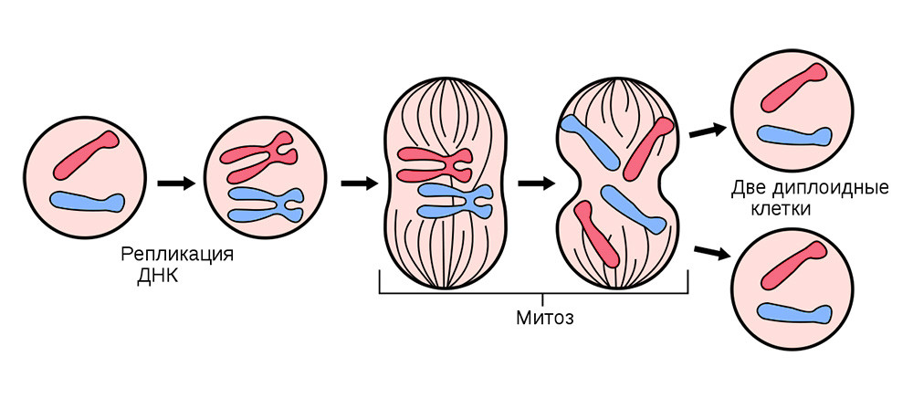 Деление соматических клеток происходит во всех органах и тканях